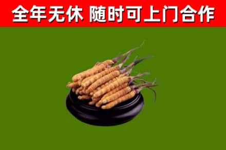 响水回收冬虫夏草