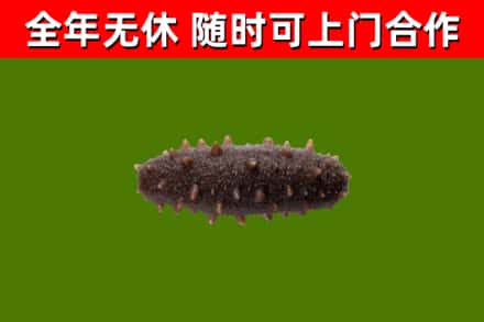 响水回收海参干